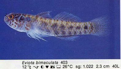 Eviota bimaculata